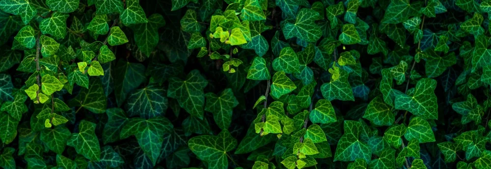 Eine Wand voller Efeu